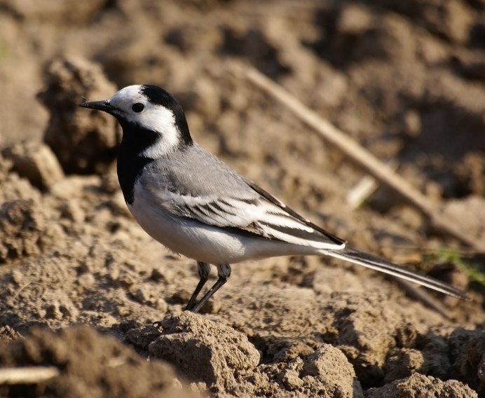 Красногорлая трясогузка