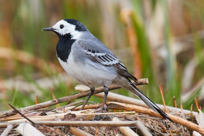 Древесная трясогузка птица