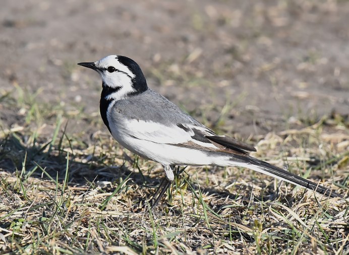 Wagtail перевод