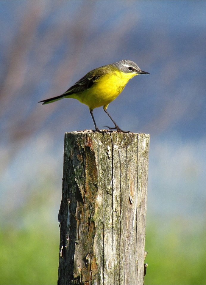 Черноголовая трясогузка в полете