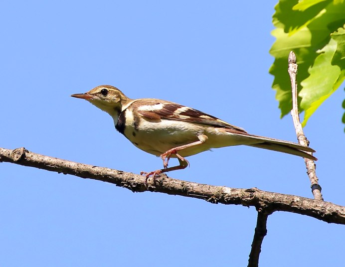 Красная трясогузка