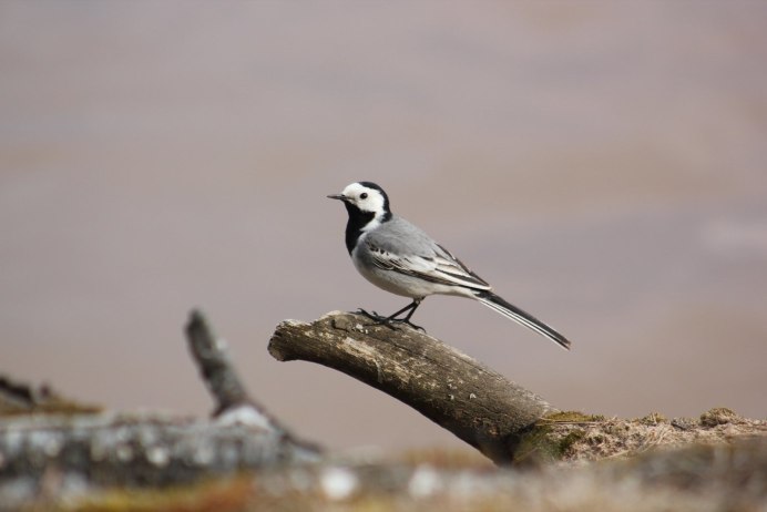 Болотная трясогузка