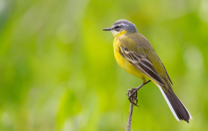 Wagtail Home_Page