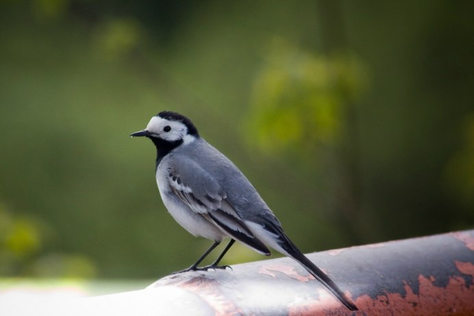 Длиннохвостая трясогузка яйца