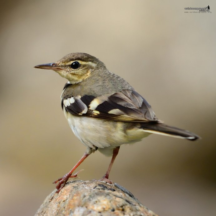 Белобровая трясогузка