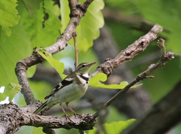 Пегая трясогузка