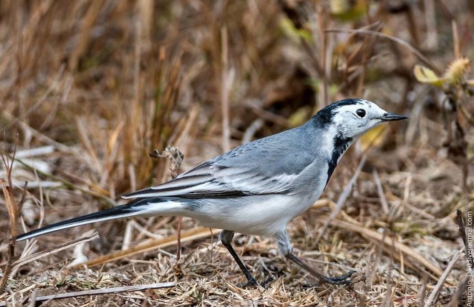 Трясогузка голубая