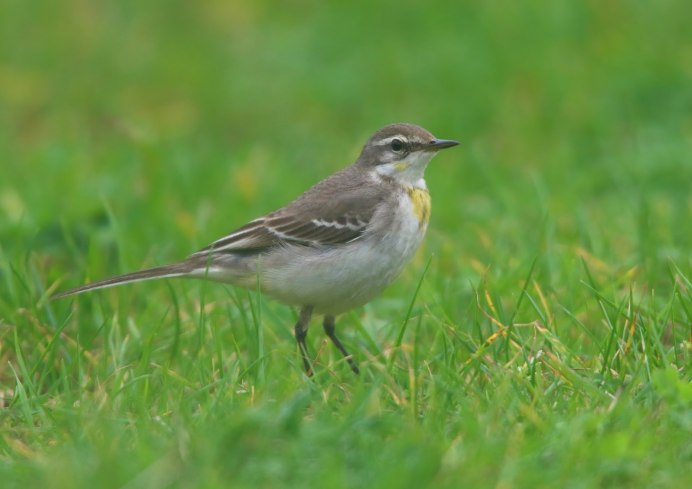 Трясогузка Перелетная
