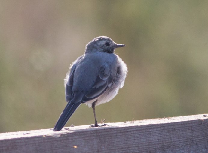 Белобровая трясогузка