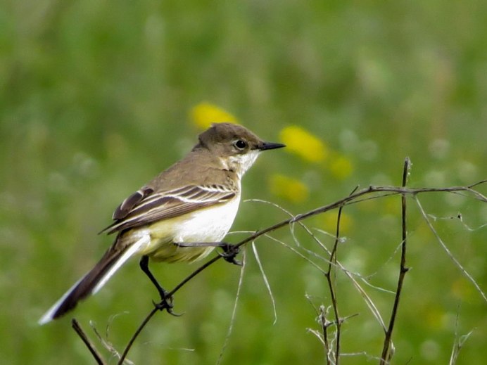 Трясогузка на лугах