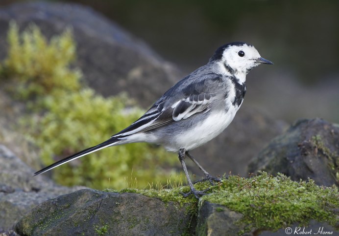 Что едят трясогузки