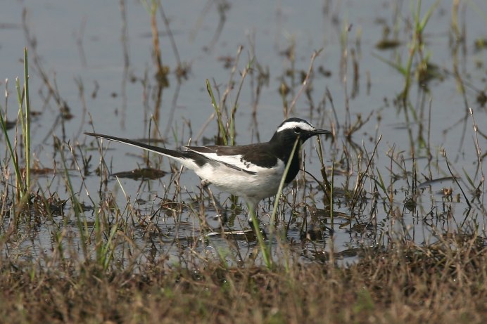 Белая трясогузка subspecies