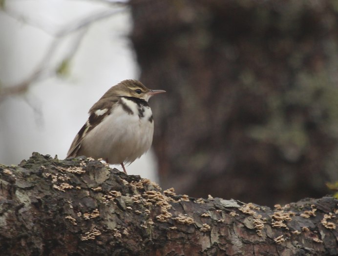Древесная трясогузка Уссурийской тайги