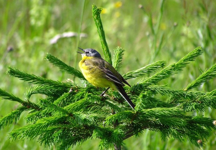 Трясогузка Перелетная
