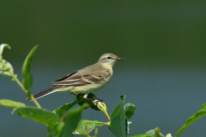 Трясогузка белая ‒ Motacilla Alba (l., 1758)