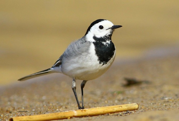 Белая трясогузка