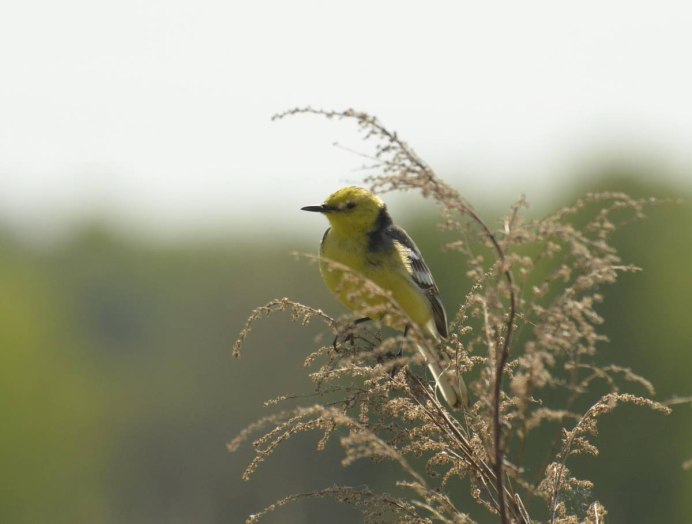 Отряд трясогузки