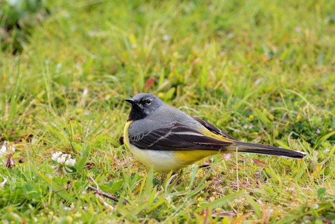 Сорока и трясогузка
