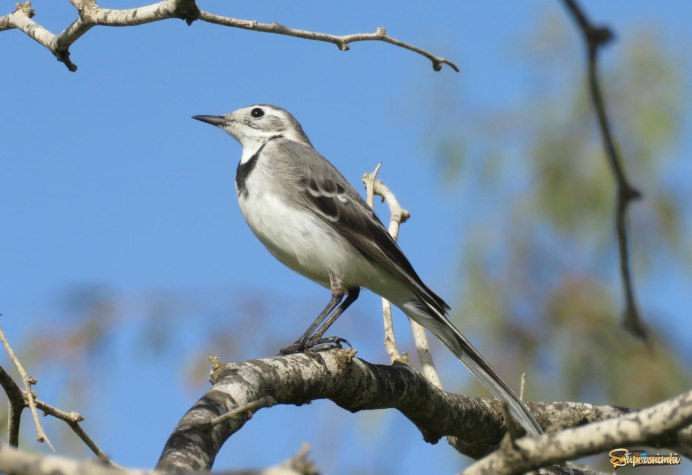 Трясогузка в парке