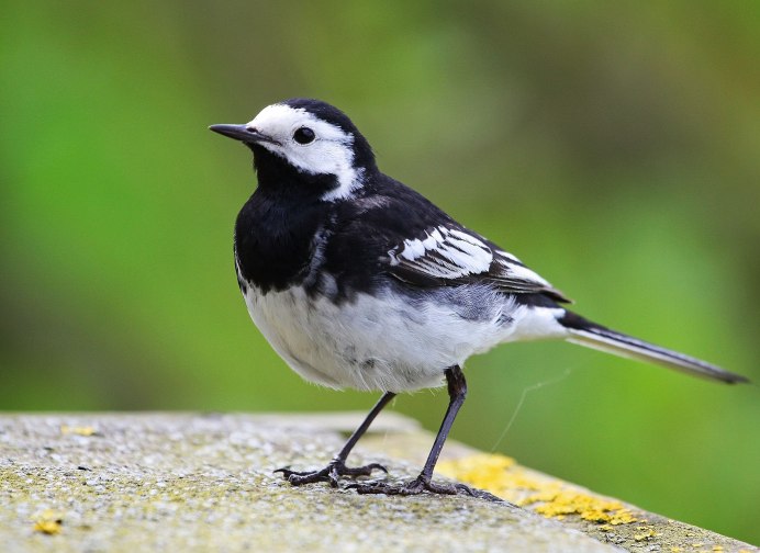 Японская пестрая трясогузка
