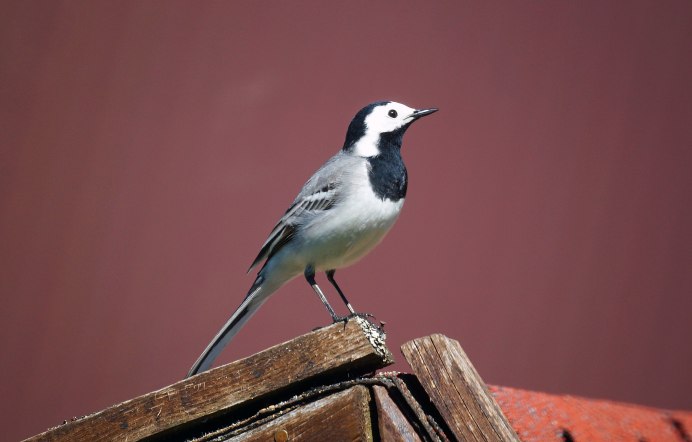 Желтая трясогузка самка