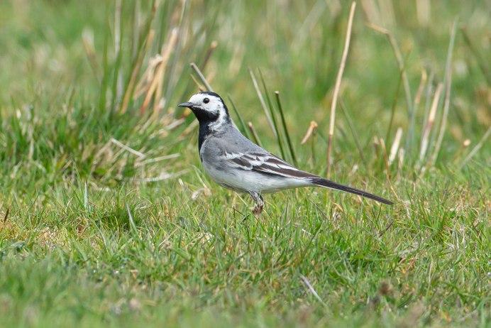 Желтоголовая трясогузка самка