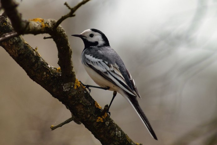 Трясогузка коричневая