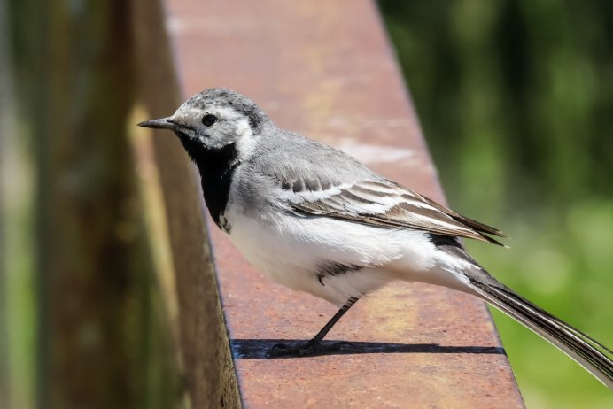 Птица Татыйык