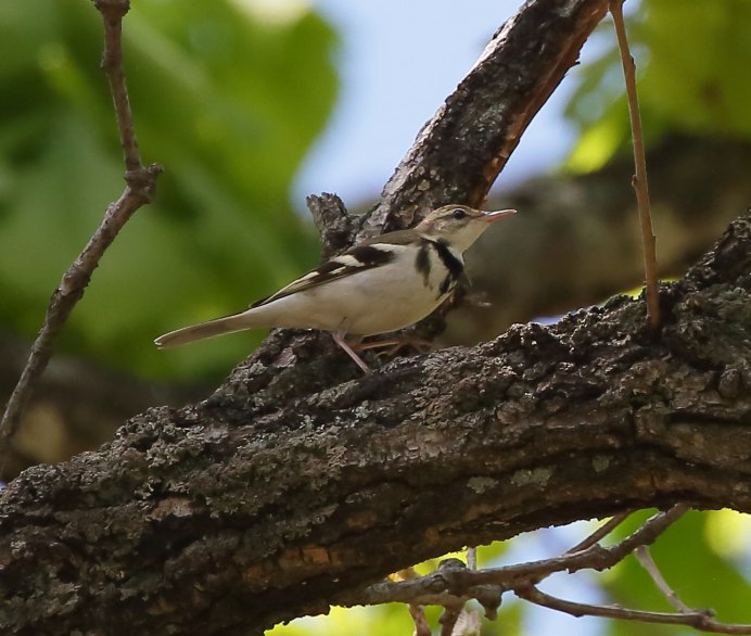 Птичьи блохи на трясогузка
