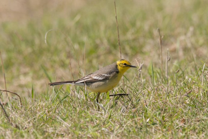 Черно белая птица Сибирь