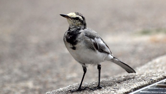 Лесные птички Татарстана