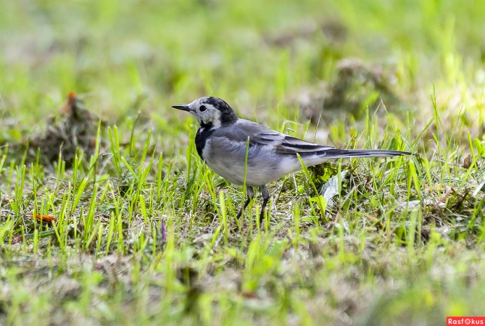 Белая трясогузка желтая трясогузка