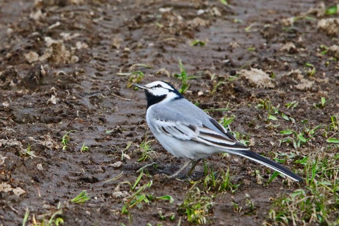 Белая трясогузка гнездо