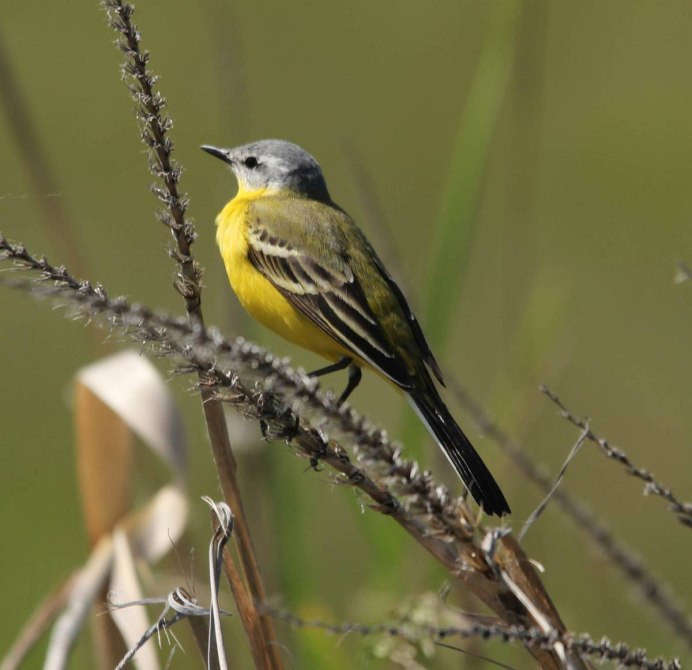 Wagtail Home_Page