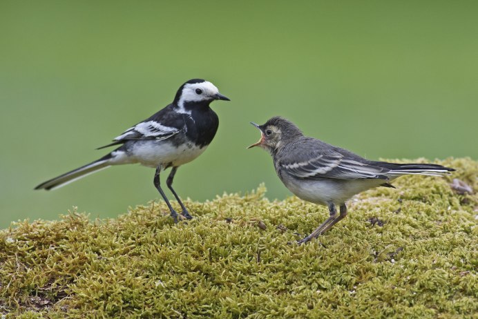 Белая трясогузка Камчатка