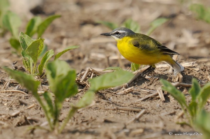 Японская пестрая трясогузка