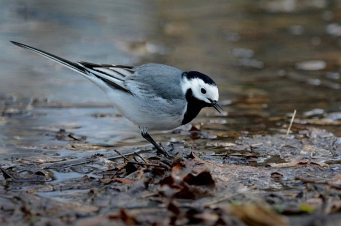 Птичка трясогузка