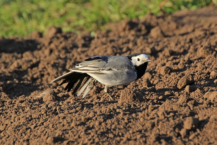 Жёлтая трясогузка гнездо