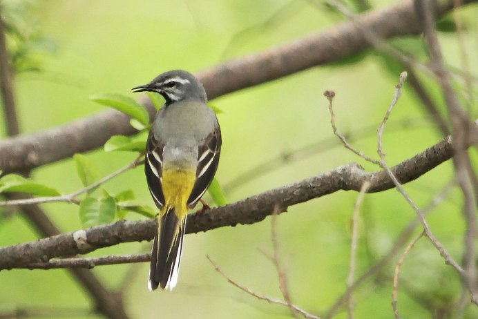 Желтая трясогузка