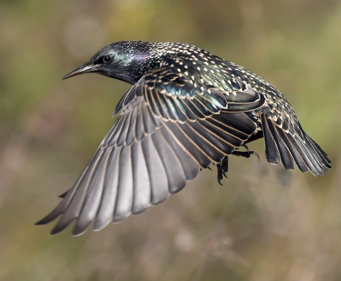 Carl Starling