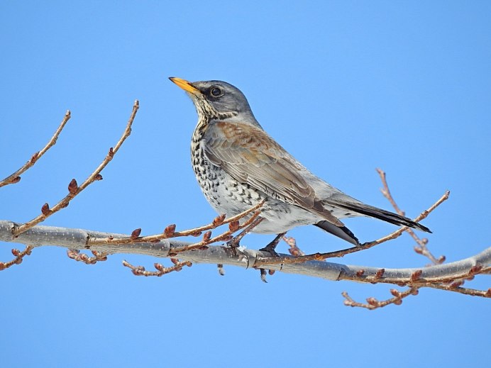 Дрозд рябинник Fieldfare turdus pilaris