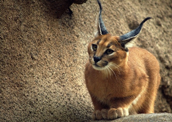 Каракал кошка