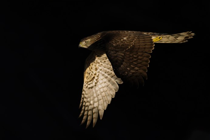 Ястреб-перепелятник (Accipiter nisus)