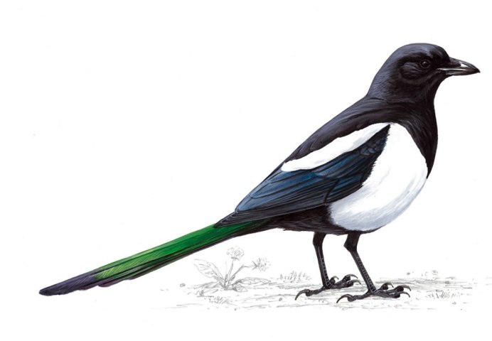 Magpie Tosu