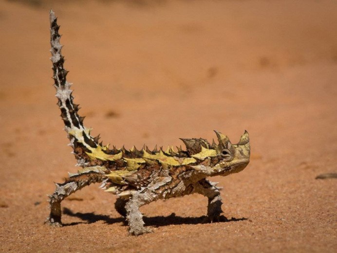 Arizona Kertenkelesi