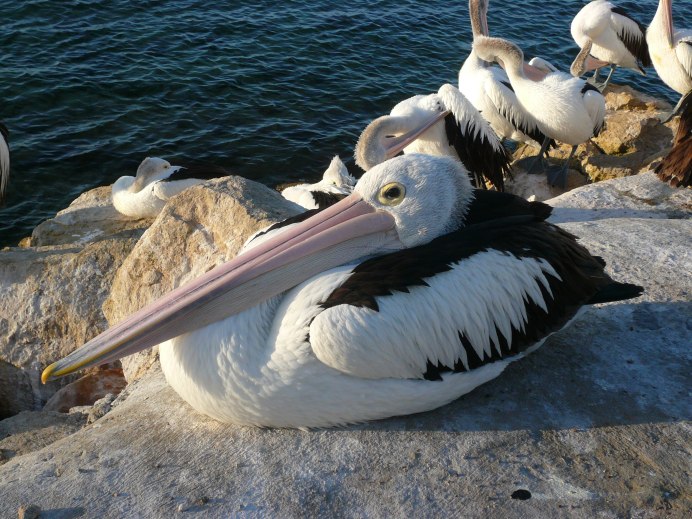 Денежный пеликан для денег на заставку