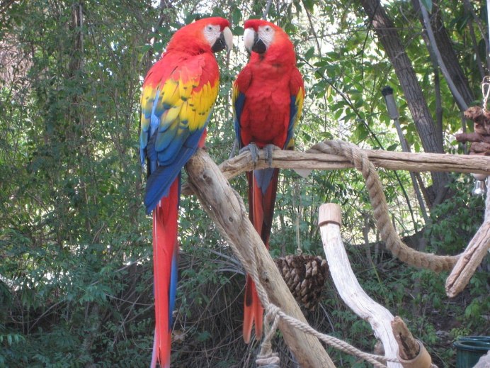 Guacamaya Tricolor попугай