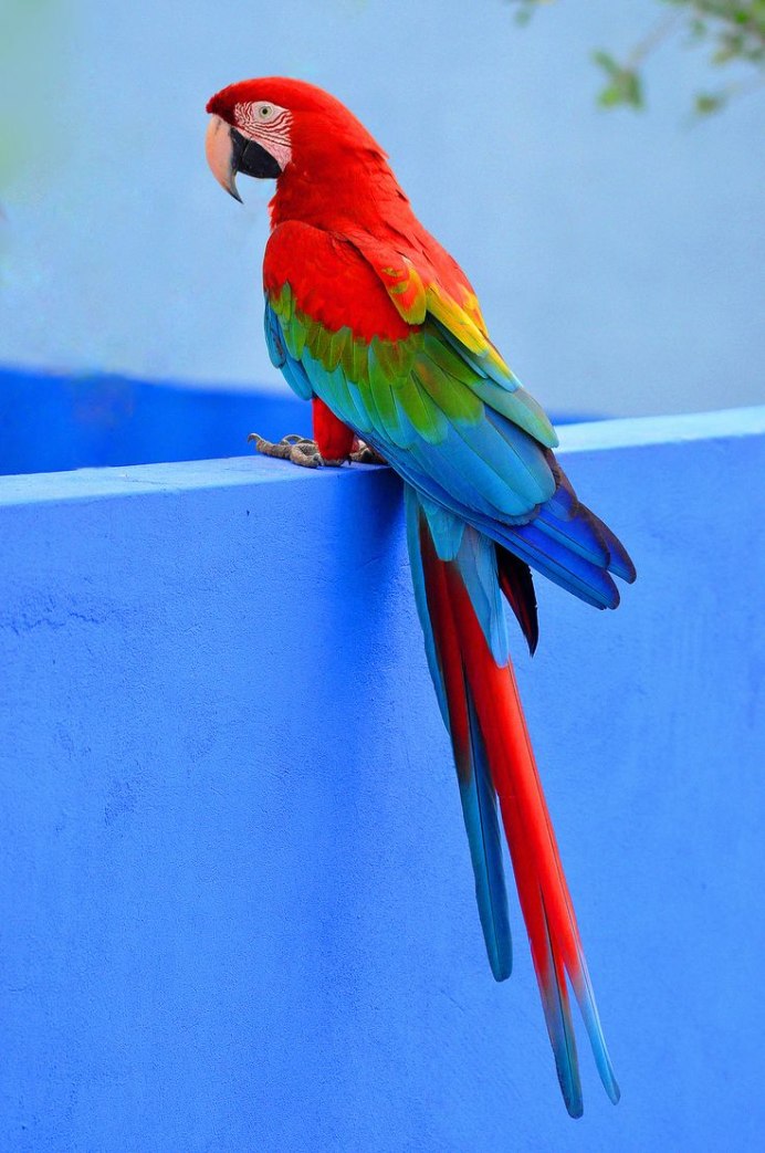 Dale's Scarlet Macaw