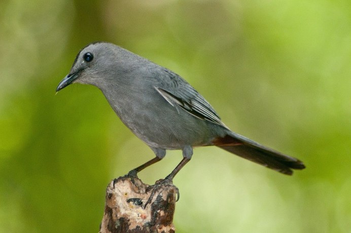 Scarlet Robin