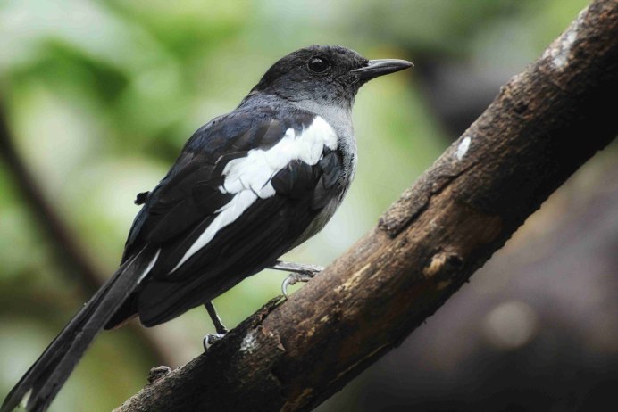 Black-shouldered White Pigeon